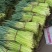 江苏大丰白帽蒜薹产地直供货源稳定欢迎合作