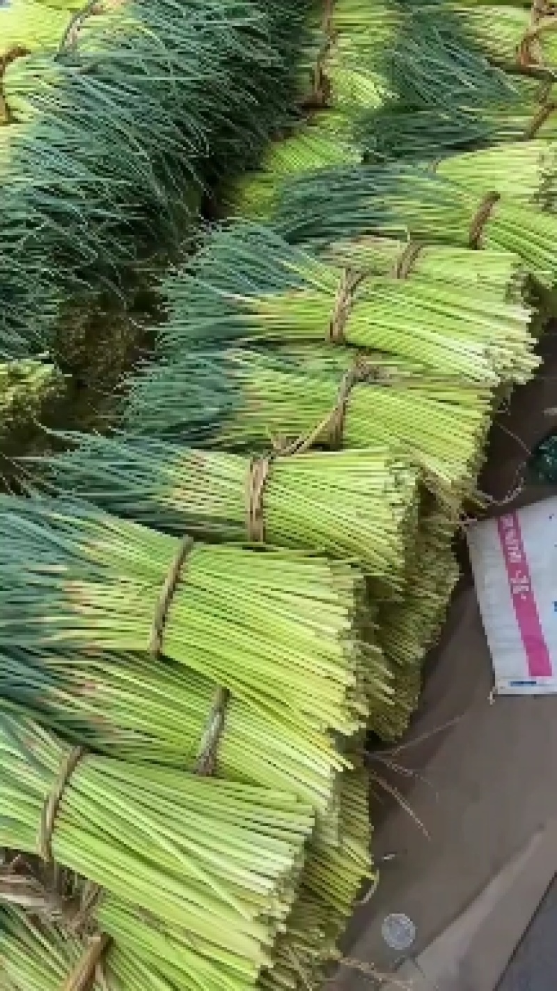 江苏大丰白帽蒜薹产地直供货源稳定欢迎合作
