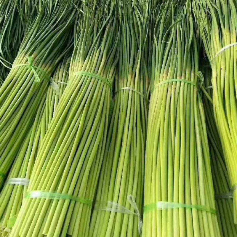 江苏大丰白帽蒜薹产地直供货源稳定欢迎合作