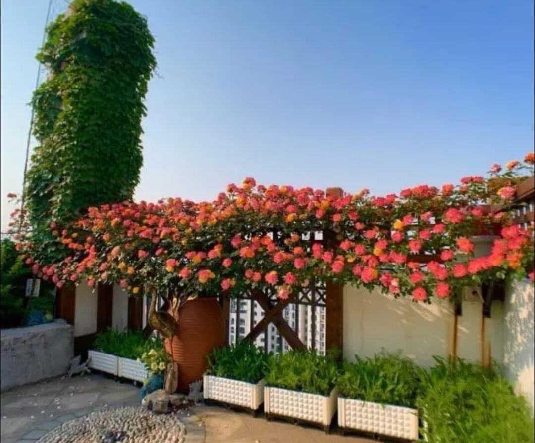 百合花盛开在阳光下的阳台