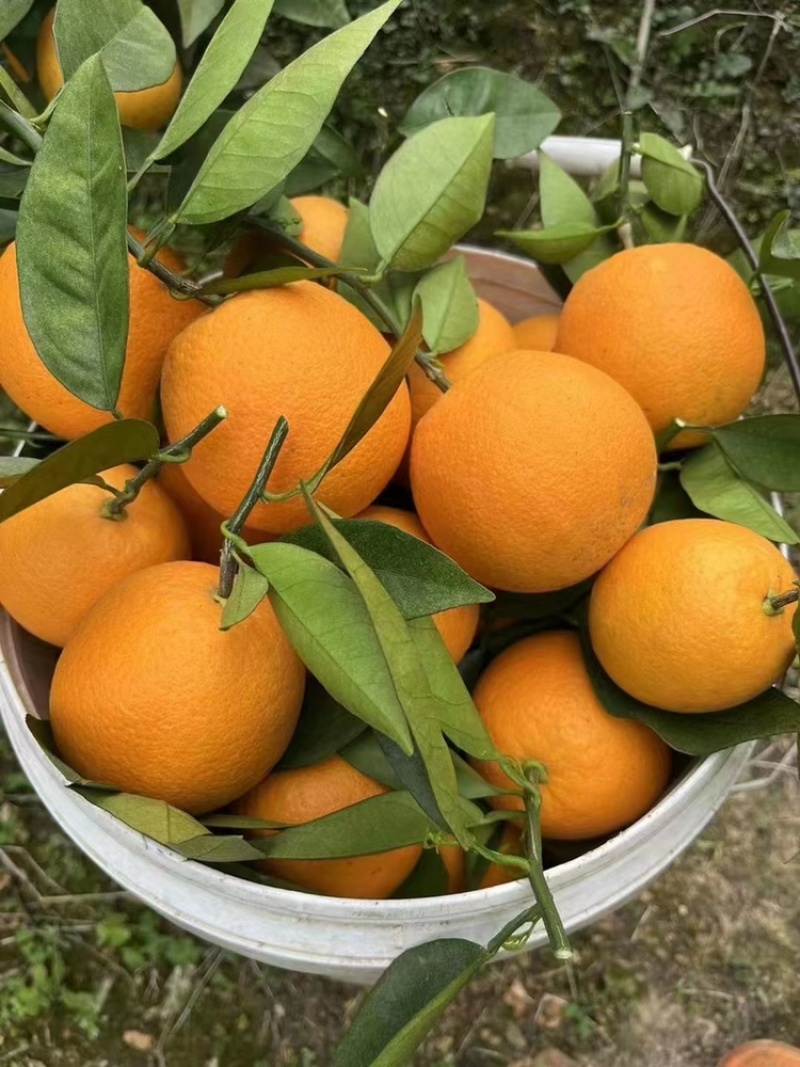 【秭归夏橙】果大皮薄肉质脆嫩化渣香浓味甜汁多耐贮存