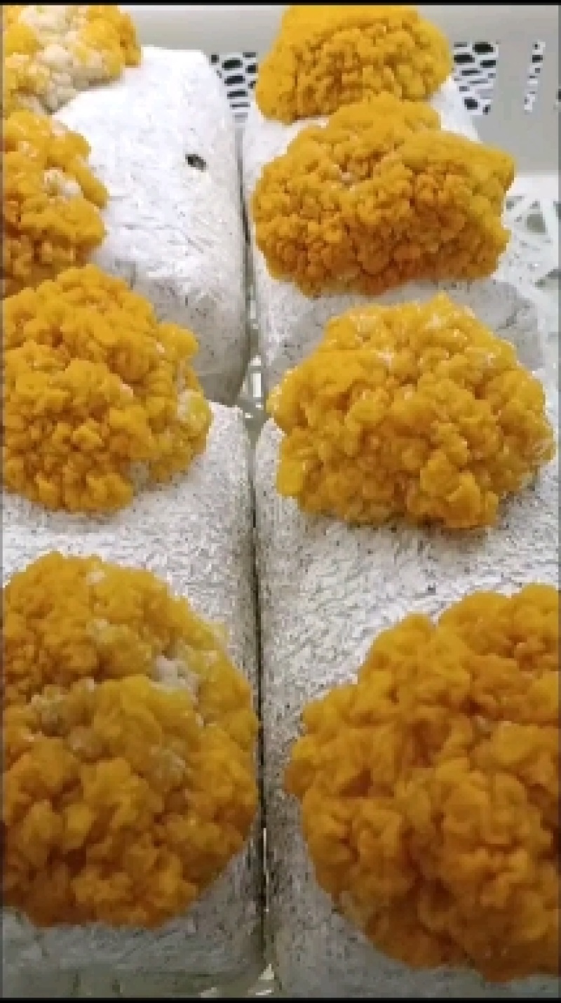 金耳鲜品销售，长期有售大量供应价格实惠