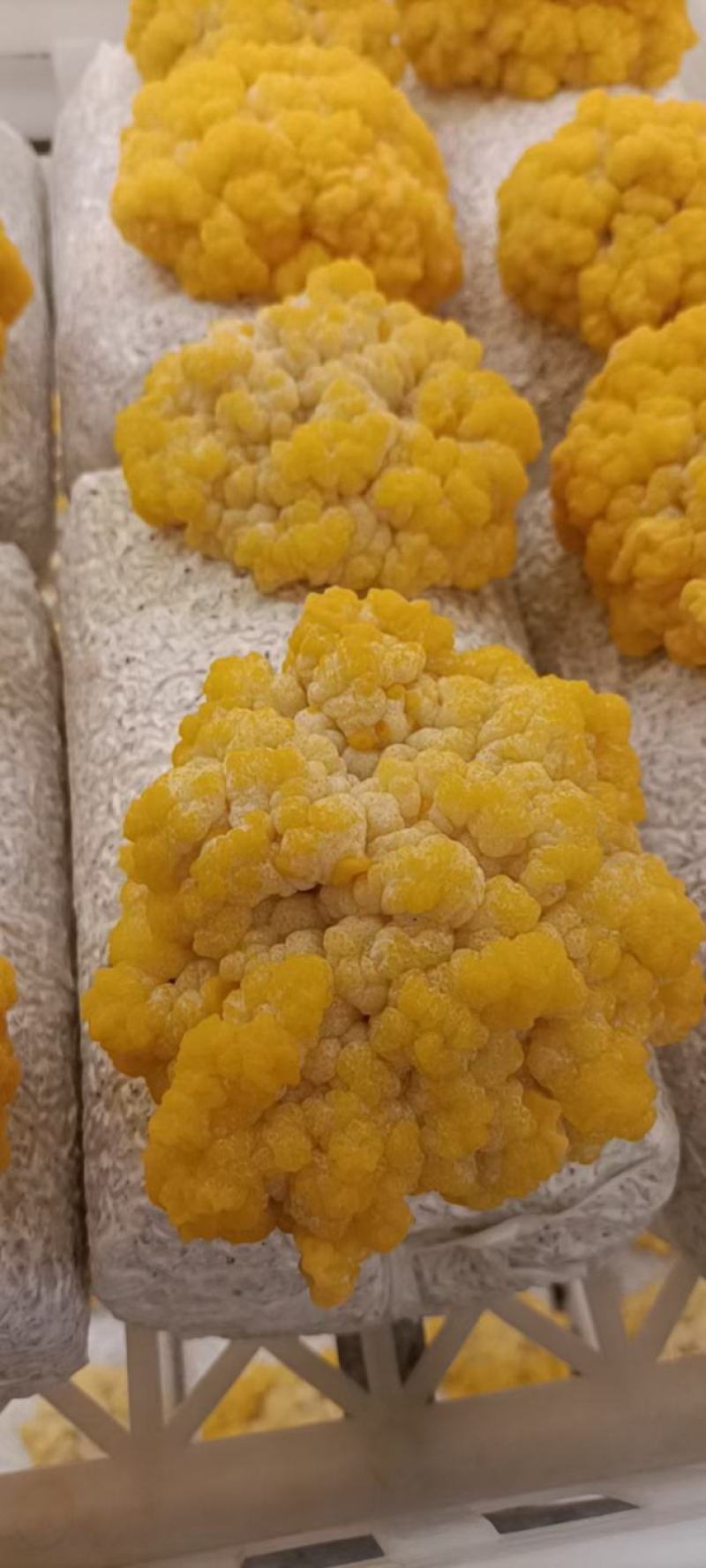 金耳鲜品销售，长期有售大量供应价格实惠