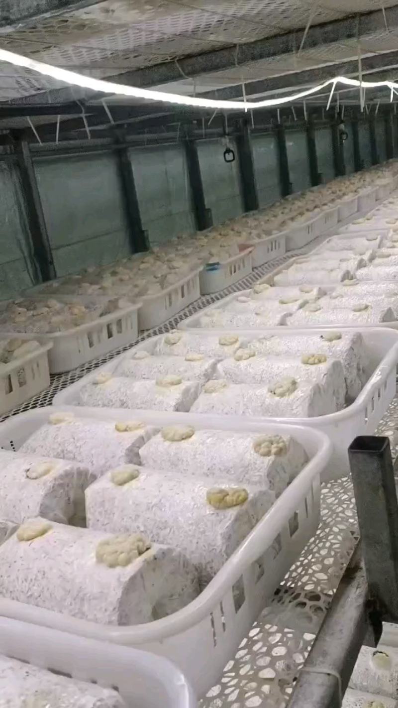 金耳鲜品销售，长期有售大量供应价格实惠