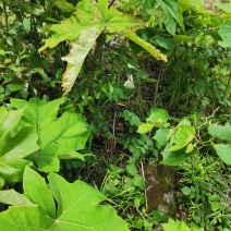 通草