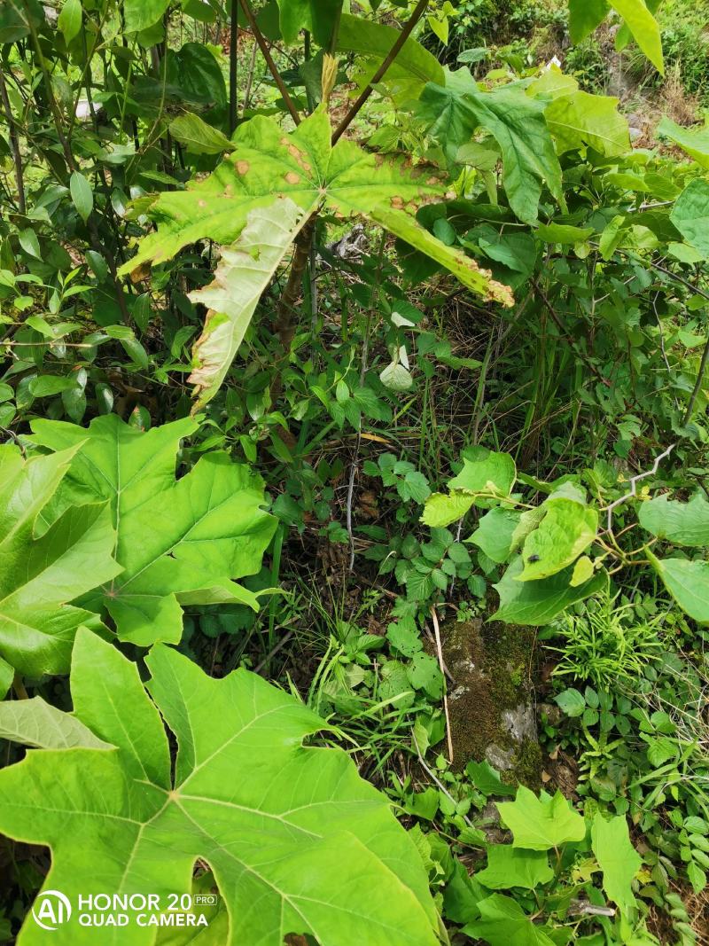 通草