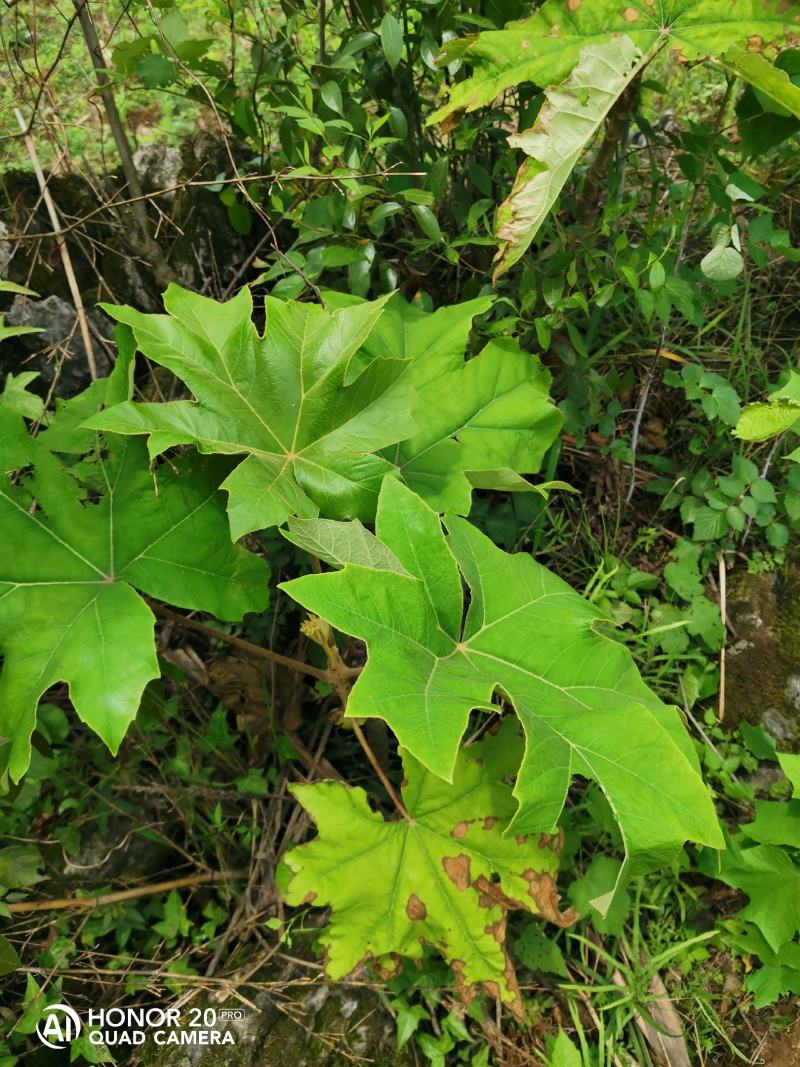 通草