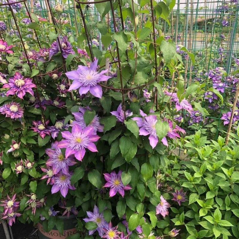 四季重瓣铁线莲爬藤植物花苗带花大苗庭院花卉盆栽观花植物室