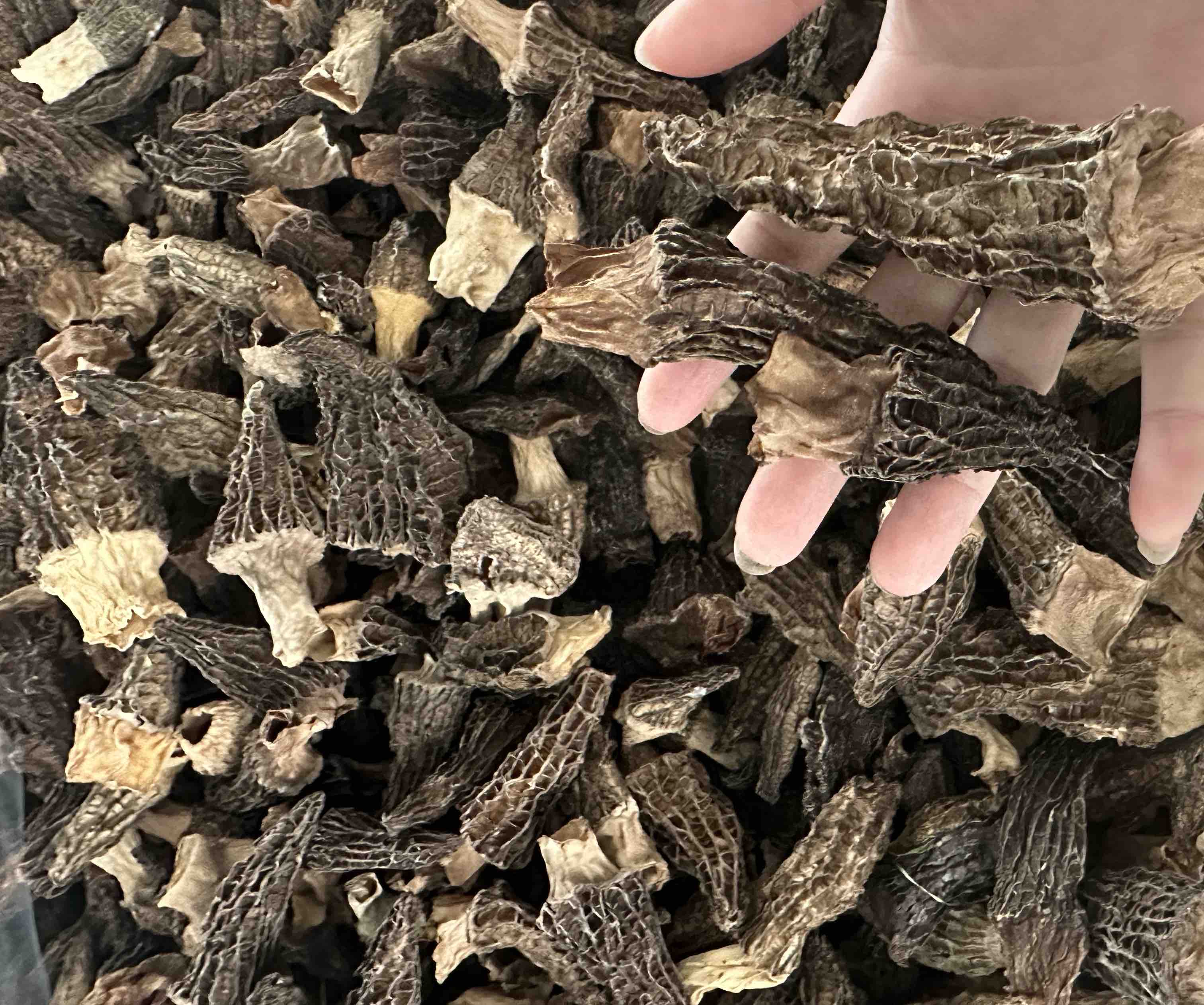 厨房中泡发前后的羊肚菌对比图