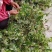 福建野生金银花