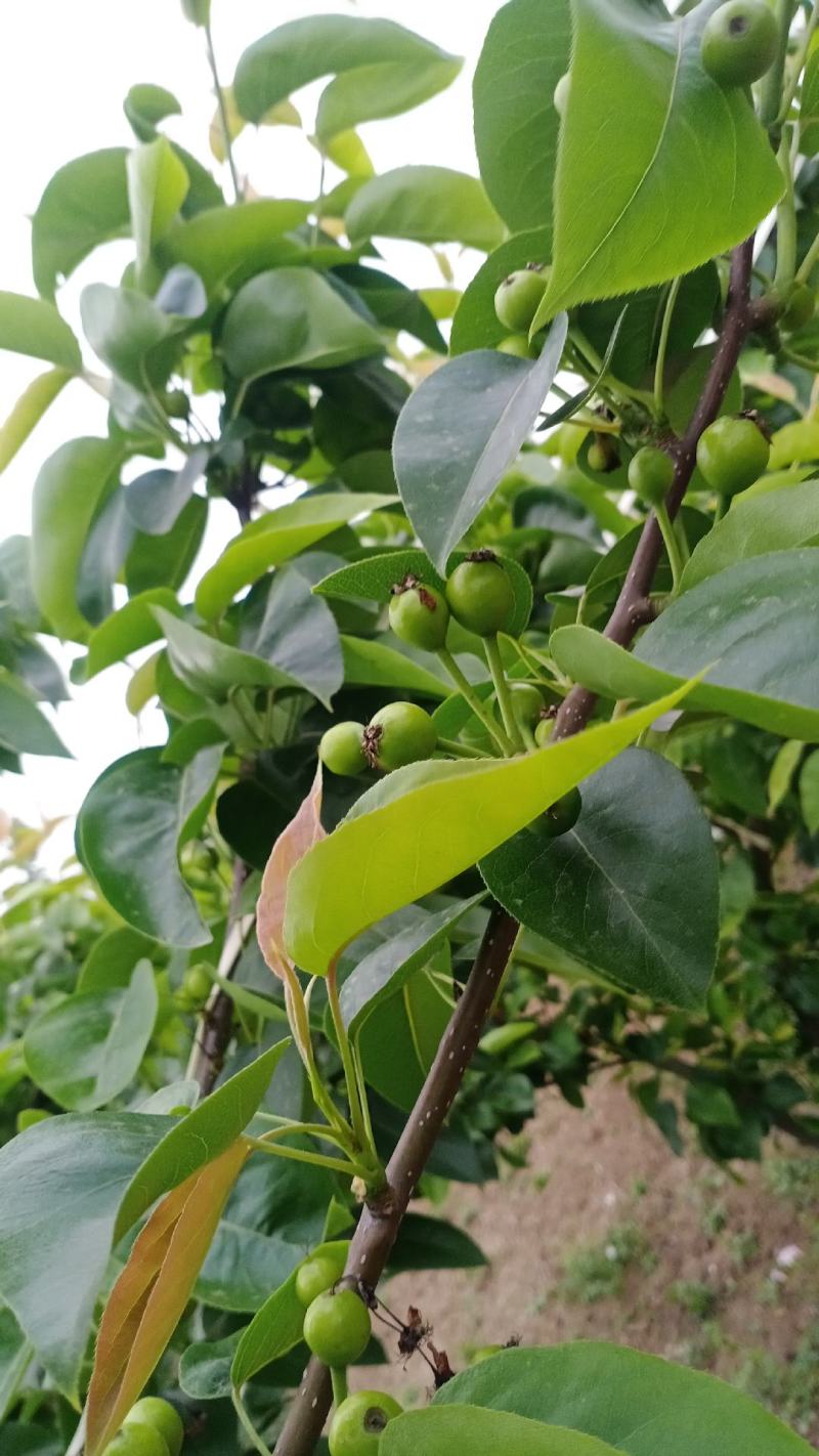 我种的是翠冠梨，年产150万斤