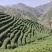 高山岳西翠兰炒青自产自销