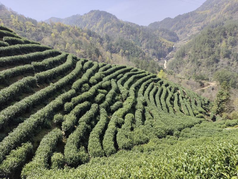 高山岳西翠兰炒青自产自销