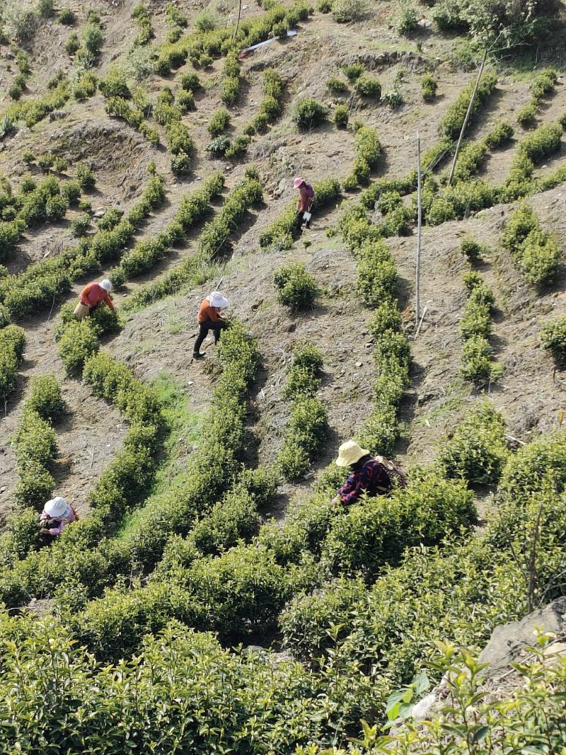 安徽高山优质黄金茶叶自产自销