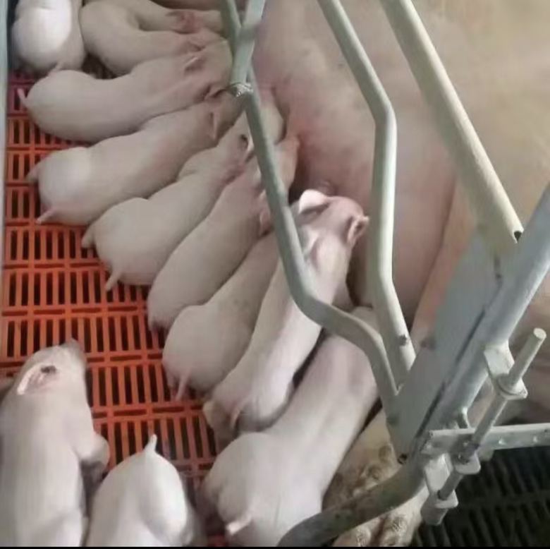 母猪断奶后发情观察