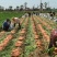 精品胡萝卜水洗，电商平台，超市，档口，保质保量。