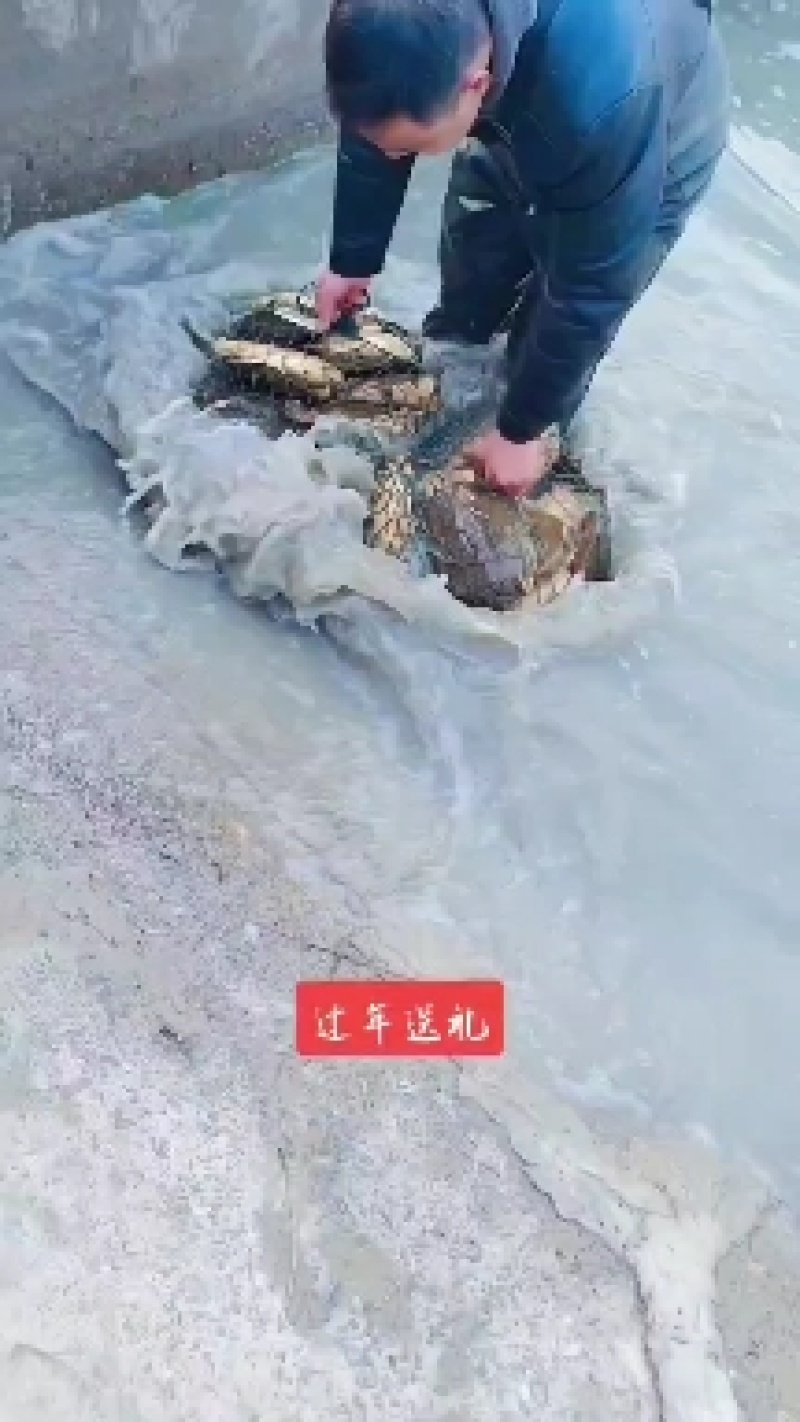 外塘散1.5-4斤公甲鱼元鱼高端食材胶质丰富美味可口