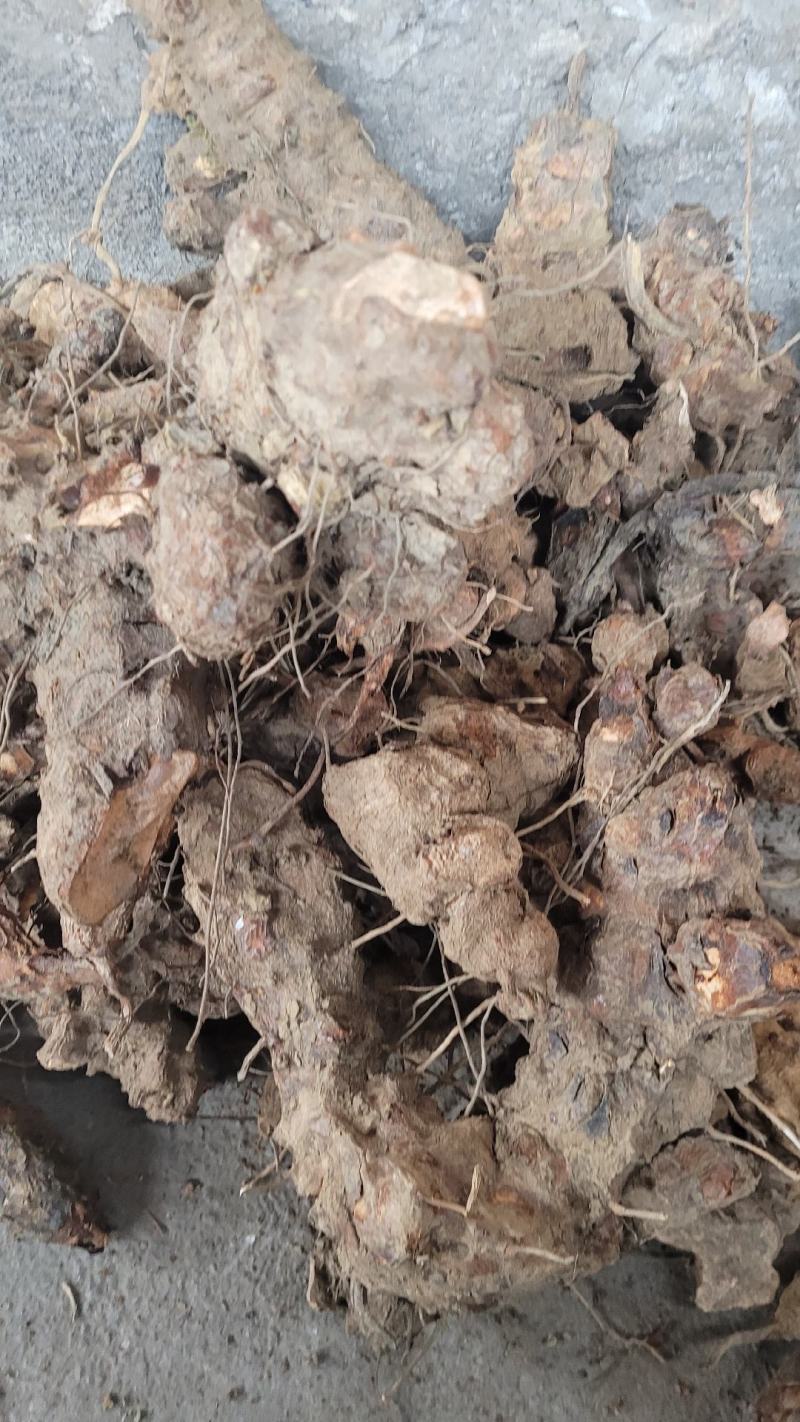 贵州深山土茯苓野生茯苓供应