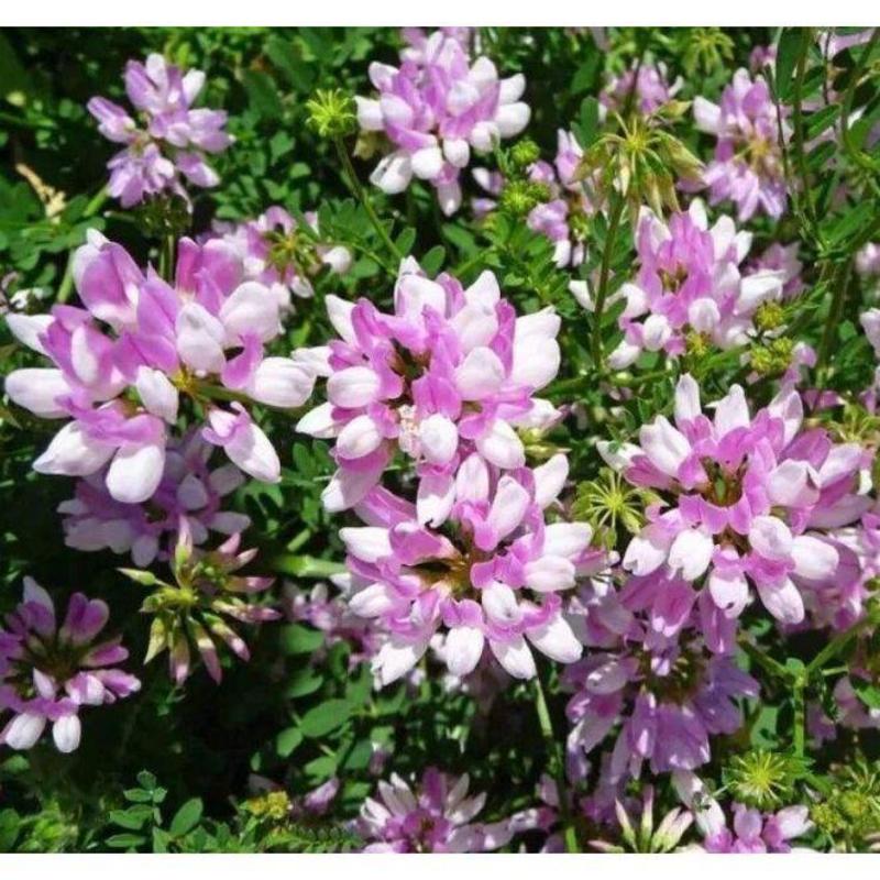 小冠花种子种籽庭院护坡观赏花籽出芽率高品质保证欢迎来电