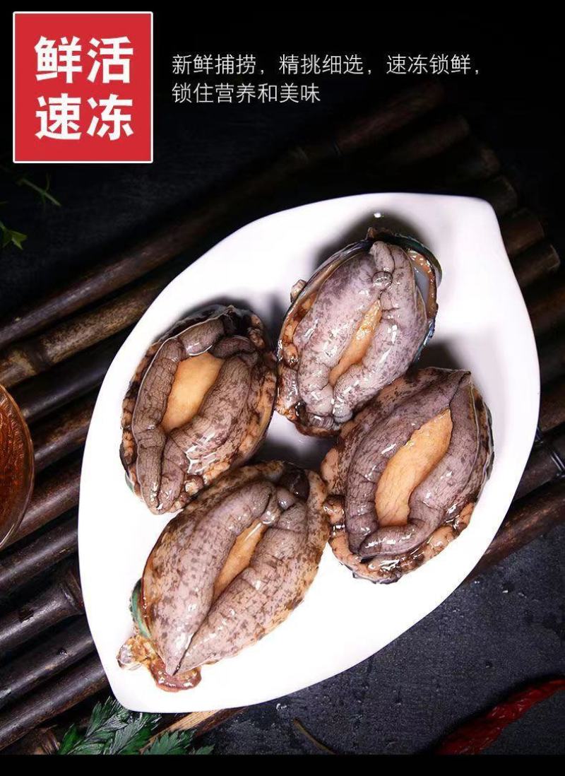 新活冷冻鲍鱼12-40头鲍鱼新鲜海鲜水产贝类包邮批发零