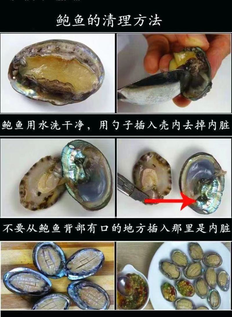 新活冷冻鲍鱼12-40头鲍鱼新鲜海鲜水产贝类包邮批发零