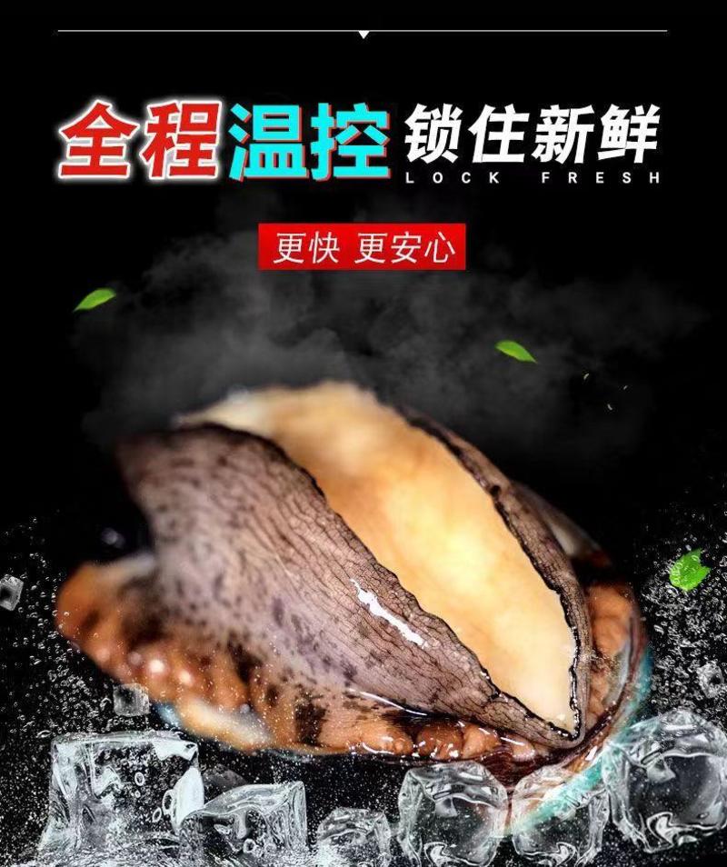 新活冷冻鲍鱼12-40头鲍鱼新鲜海鲜水产贝类包邮批发零