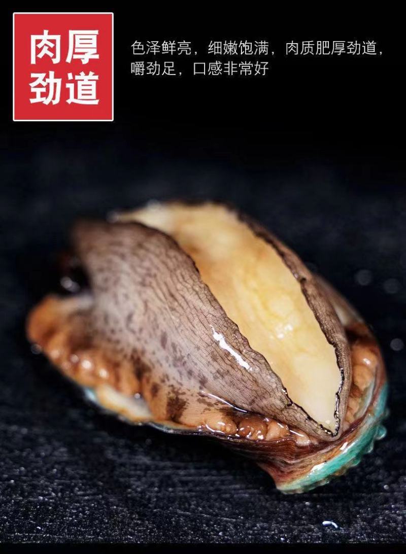 新活冷冻鲍鱼12-40头鲍鱼新鲜海鲜水产贝类包邮批发零