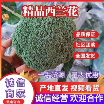 河南西蓝花耐寒优秀西兰花大量供货规格齐全代发全国