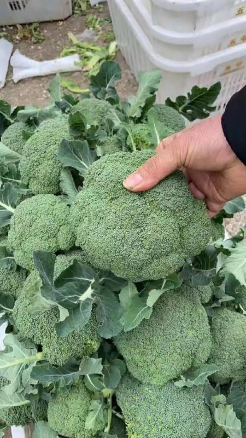 河南西蓝花耐寒优秀西兰花大量供货规格齐全代发全国