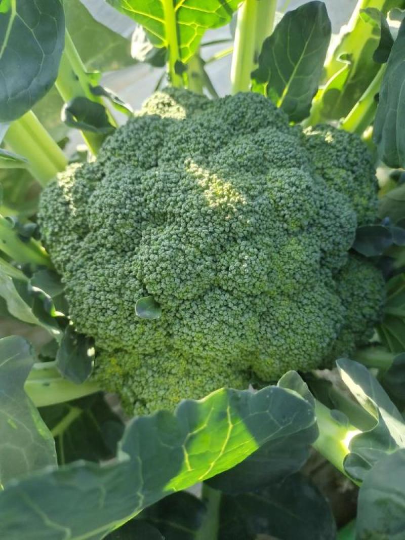 河南西蓝花耐寒优秀西兰花大量供货规格齐全代发全国