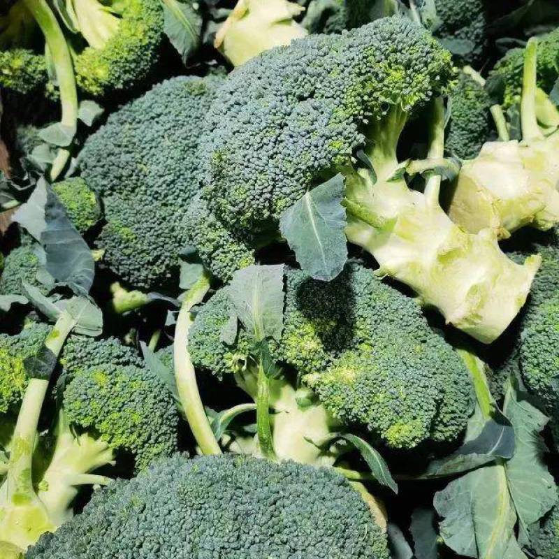 河南西蓝花耐寒优秀西兰花大量供货规格齐全代发全国