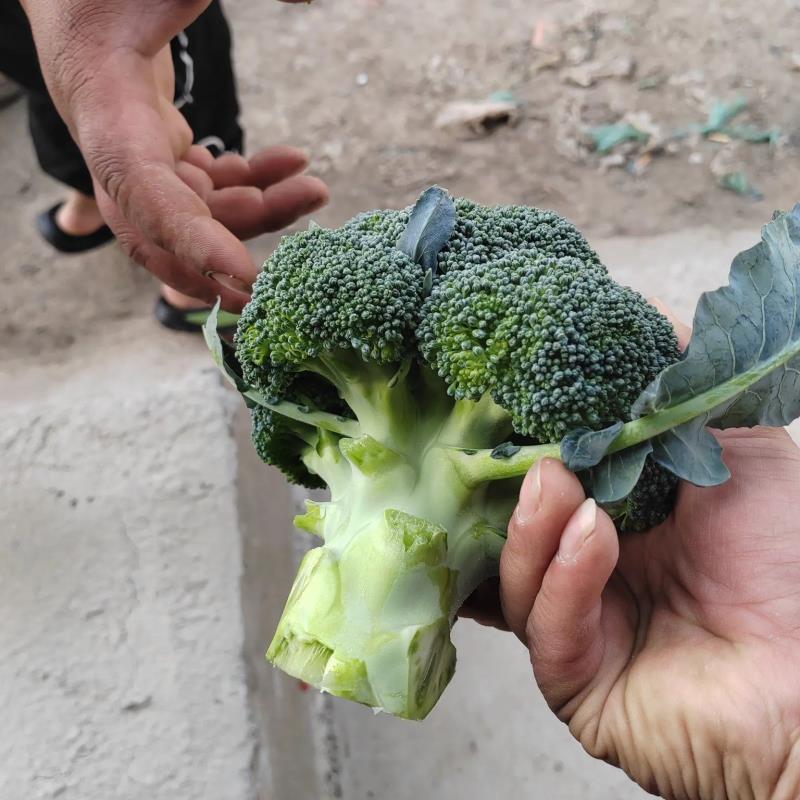 河南西蓝花耐寒优秀西兰花大量供货规格齐全代发全国