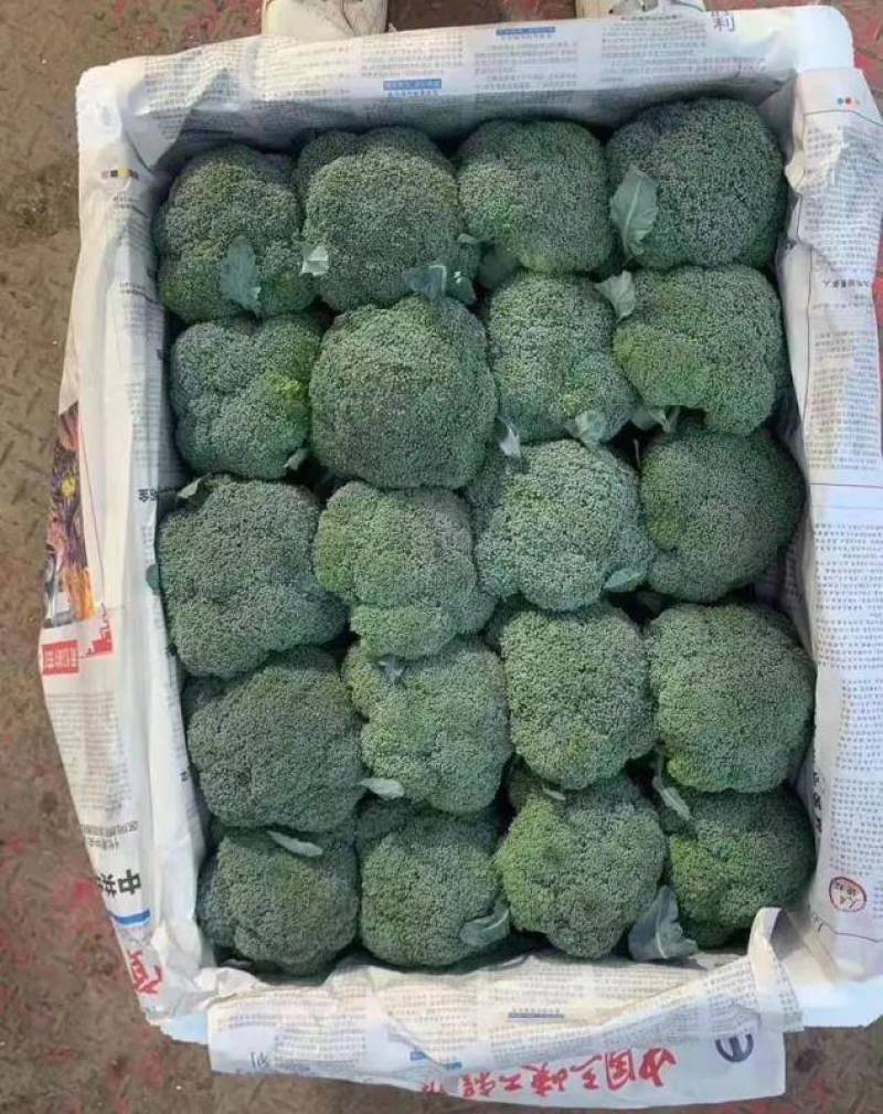 河南西蓝花耐寒优秀西兰花大量供货规格齐全代发全国