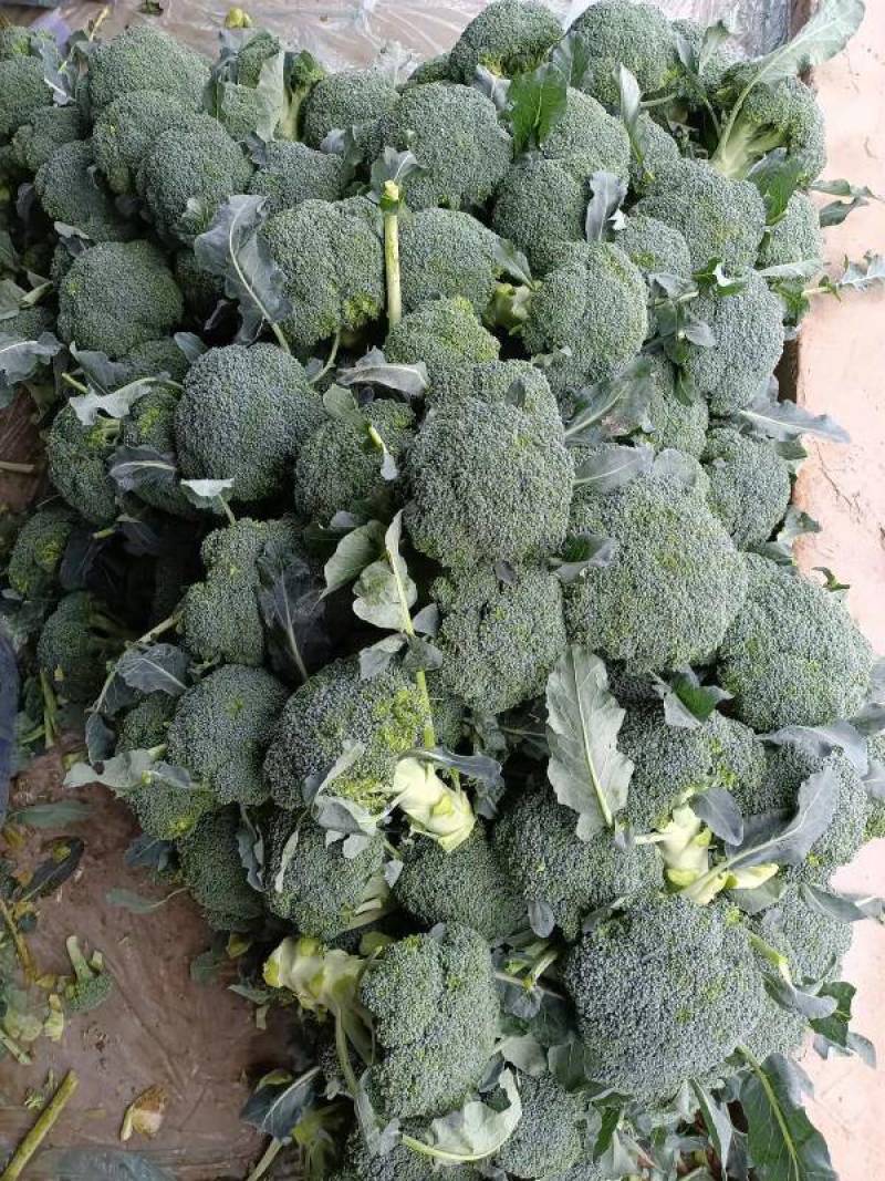 河南西蓝花耐寒优秀西兰花大量供货规格齐全代发全国