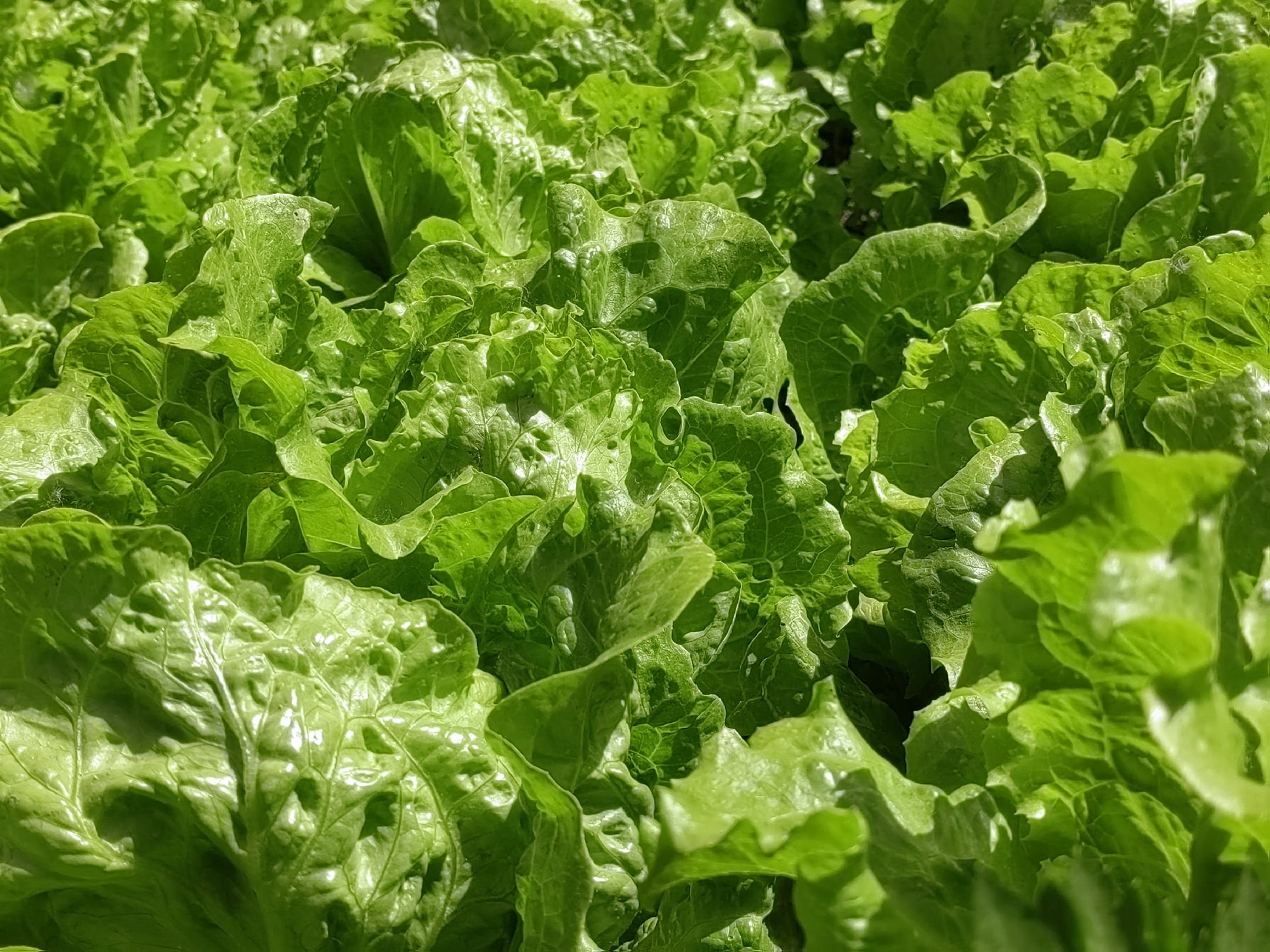 生菜的绿色叶片和白色茎部