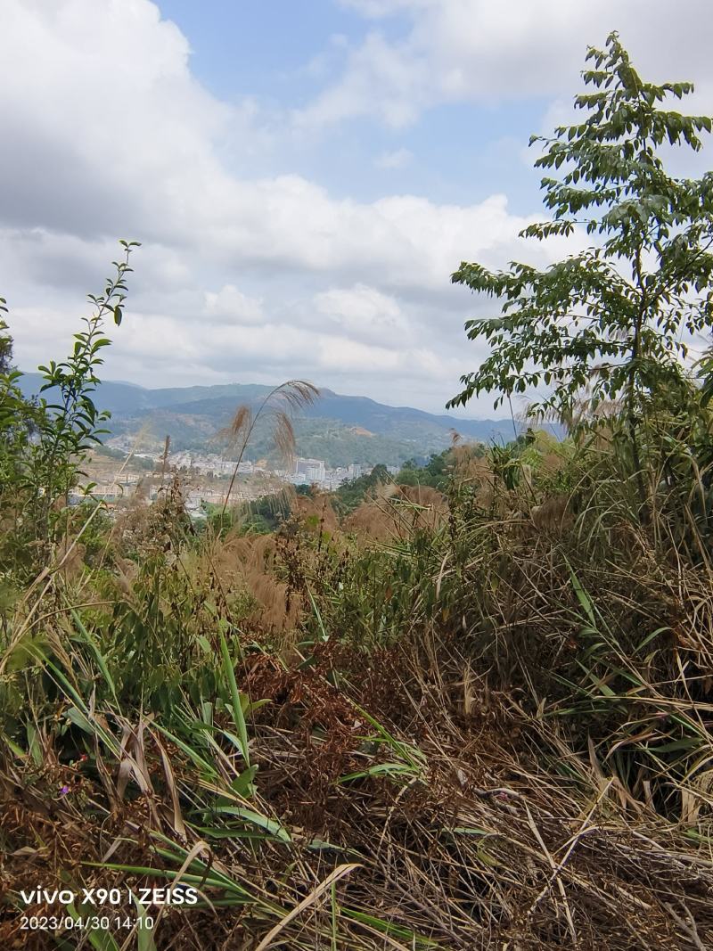 扫把草