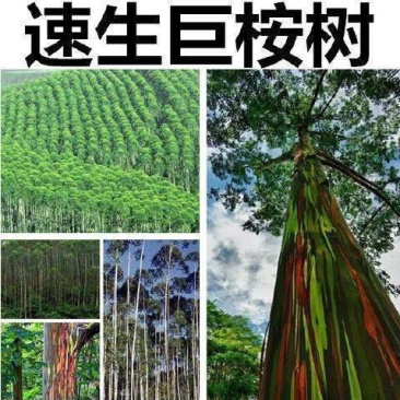 速生桉树种子巨桉广林割油桉树杏仁桉种子行道树种