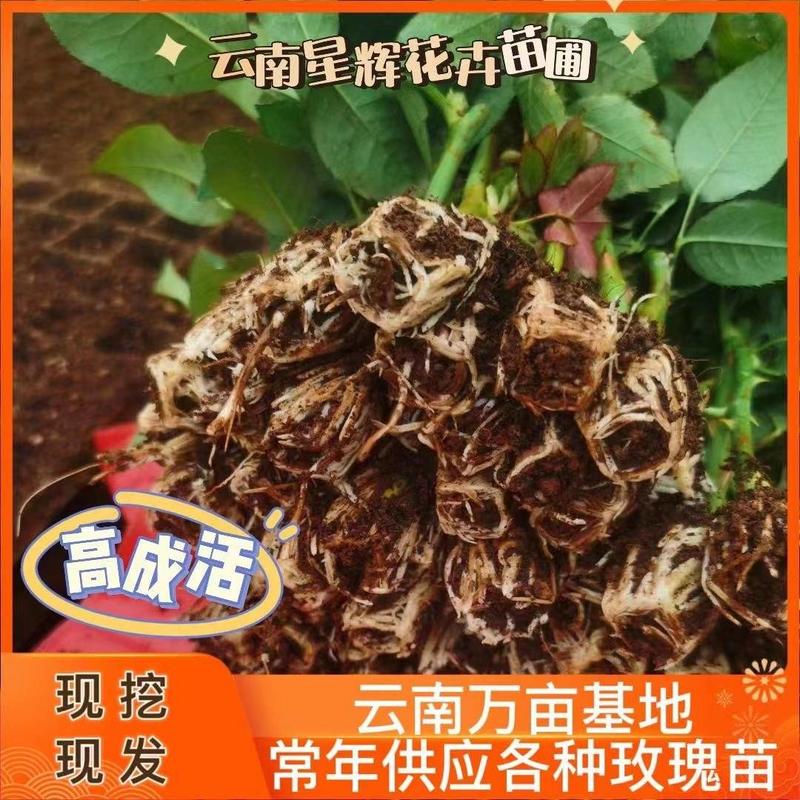 【优质】玫瑰苗月季苗成活率高规格品种全价格便宜