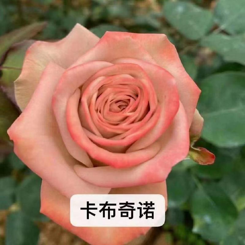 【优质】玫瑰苗月季苗成活率高规格品种全价格便宜