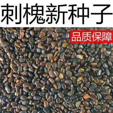 新采刺槐种子出芽率高品质保证大量有货欢迎老板电话联系