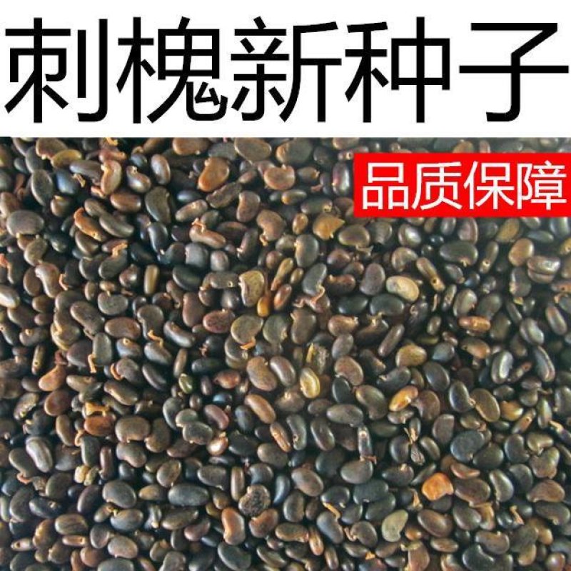 新采刺槐种子出芽率高品质保证大量有货欢迎老板电话联系