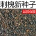 新采刺槐种子出芽率高品质保证大量有货欢迎老板电话联系