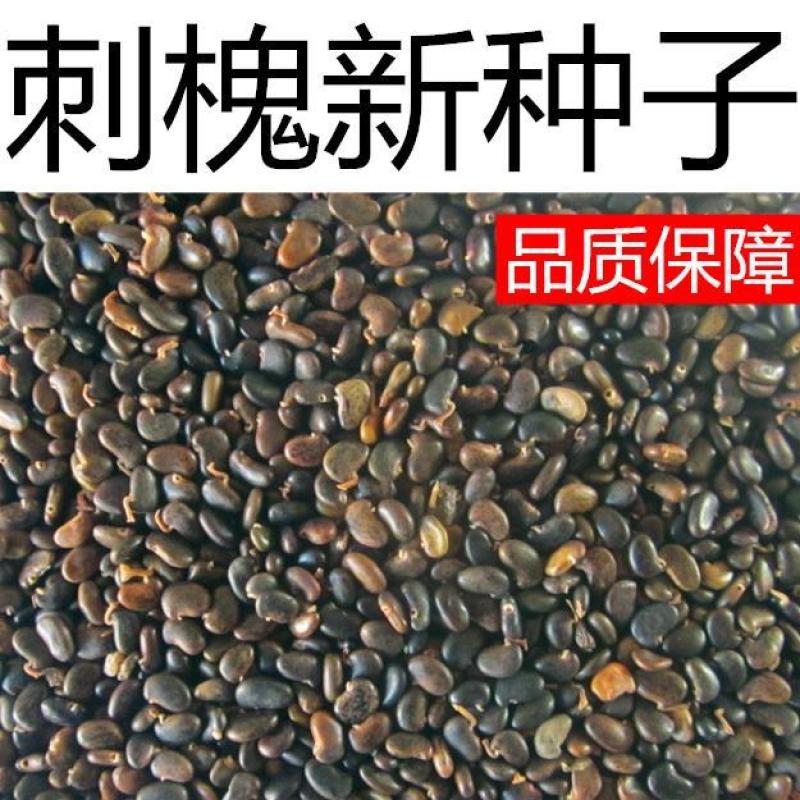 新采刺槐种子出芽率高品质保证大量有货欢迎老板电话联系