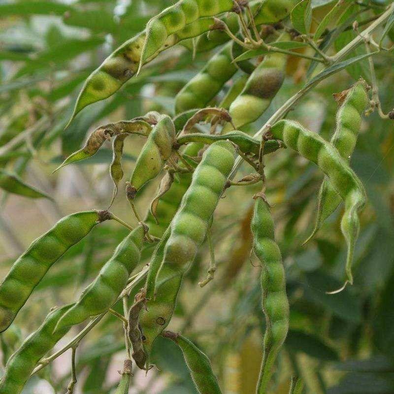 木豆种子豆蓉观音豆树豆柳豆绿化药材护坡灌木种籽多年生绿化