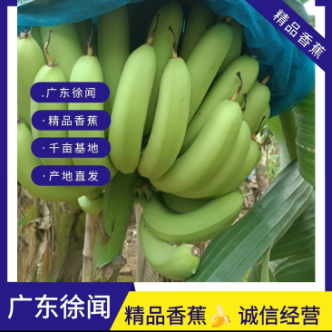 徐闻县万亩正宗基地巴西焦全面上市。客户至上，专职条蕉，