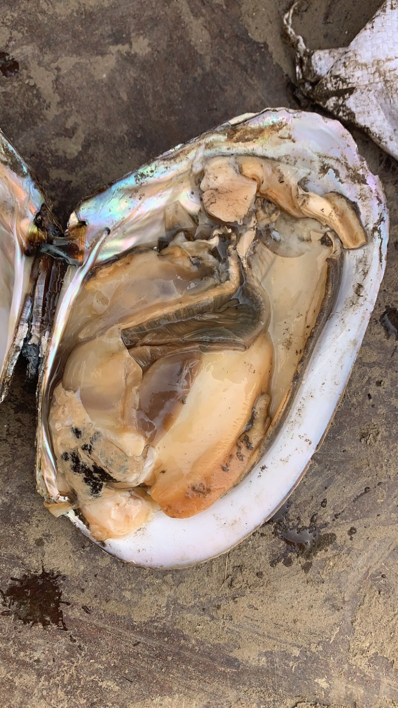 河蚌批发常年批发大小规格河蚌需要可以联系我