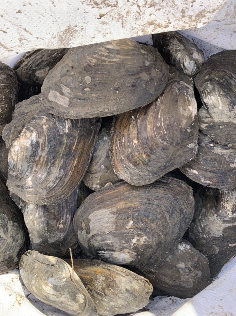 河蚌批发常年批发大小规格河蚌需要可以联系我