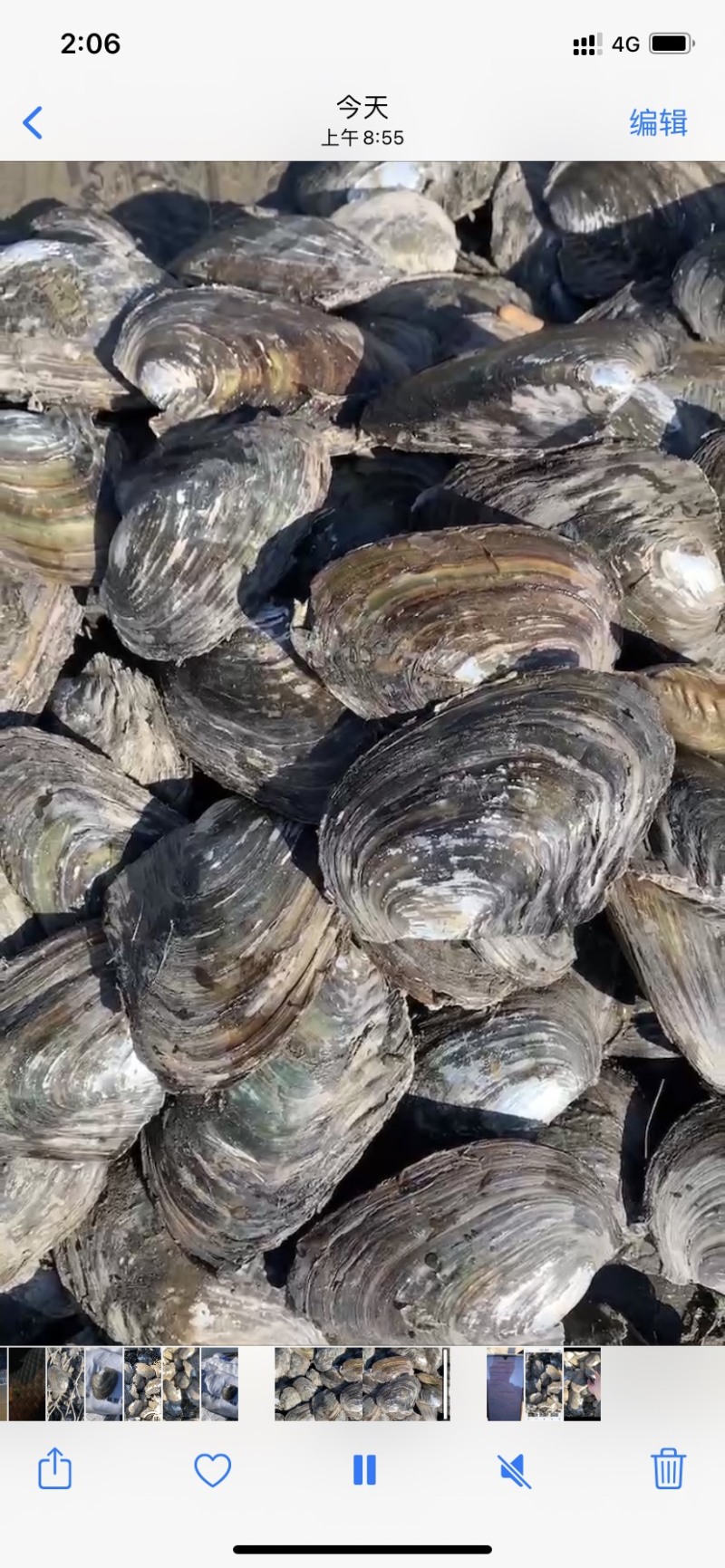 河蚌批发常年批发大小规格河蚌需要可以联系我