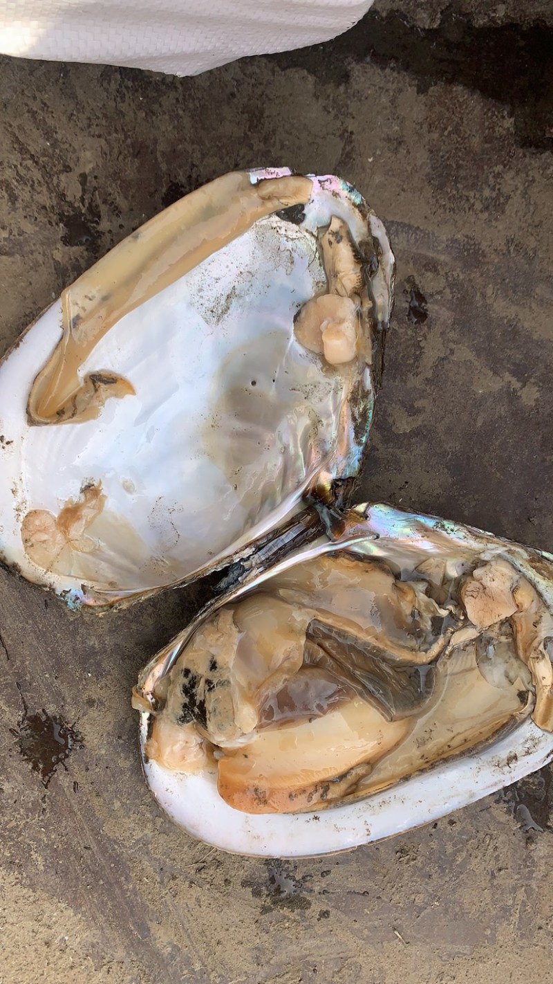 河蚌批发常年批发大小规格河蚌需要可以联系我
