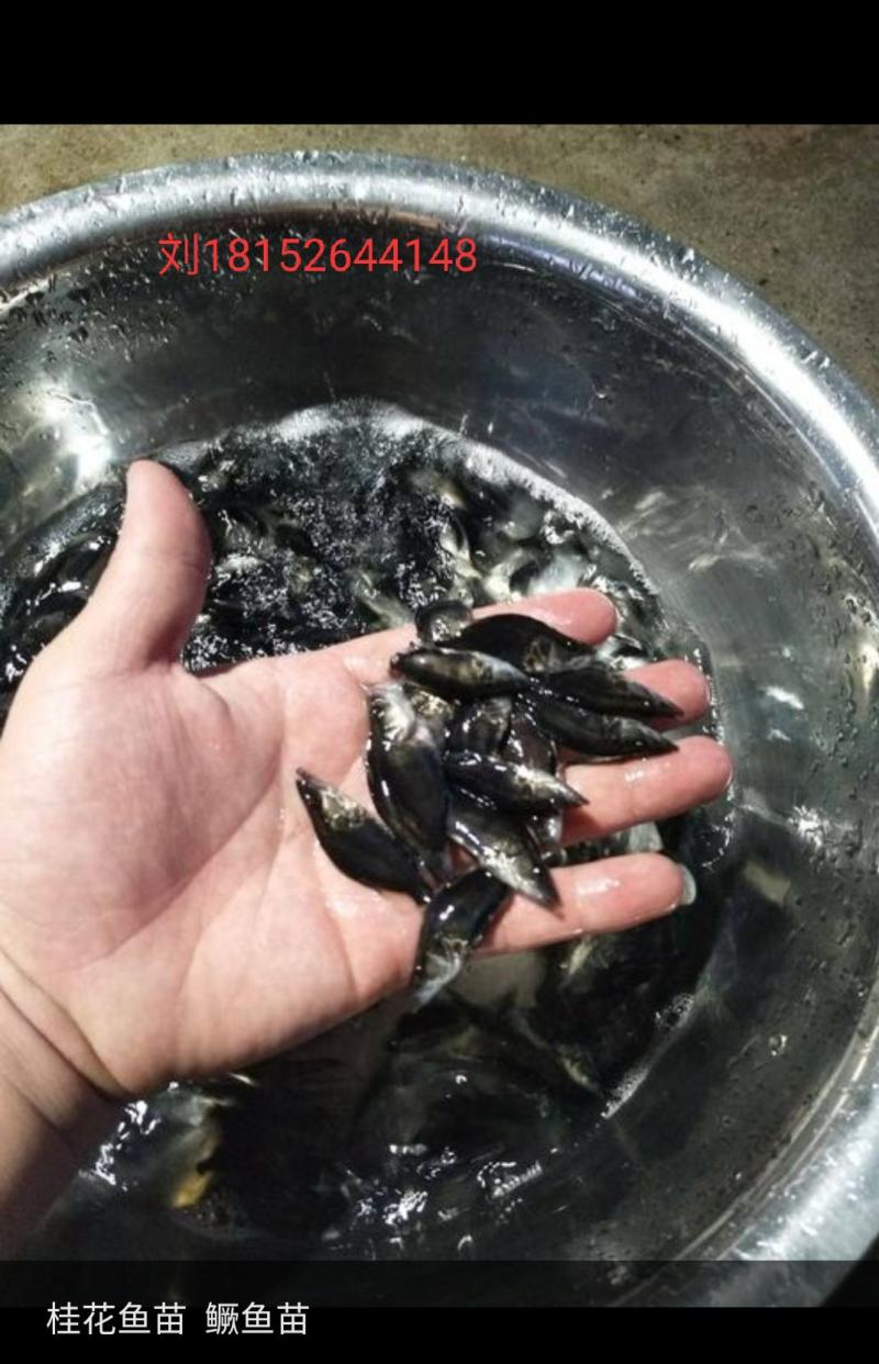桂花魚苗